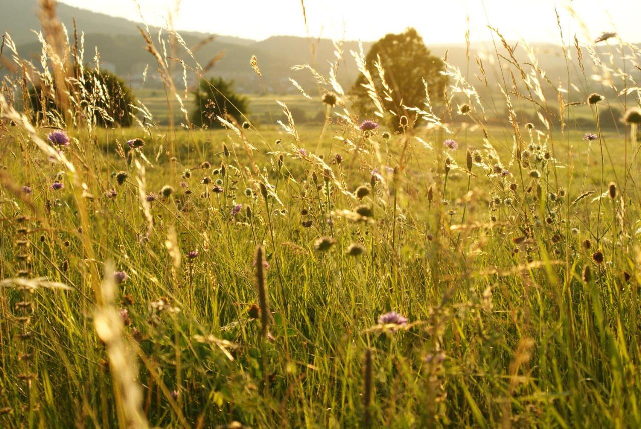 Pension Na Meji Pivka Dış mekan fotoğraf